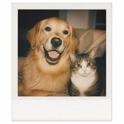 Pets